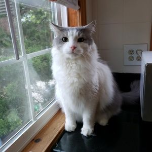 Meet your Posher, Lil